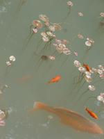 Hellergarten Gardone