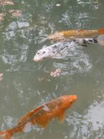 Hellergarten Gardone