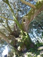 Papstgarten Castel Gandolfo