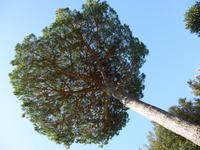 Papstgarten Castel Gandolfo