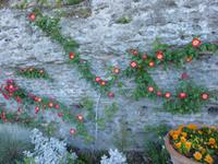 Papstgarten Castel Gandolfo