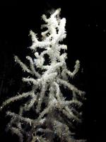 Swarovski Kristallwelten, Kristallbaum