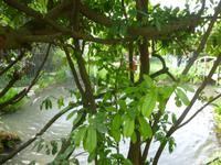 Hellergarten Gardone Riviera