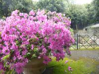 Papstsommergarten, Castel Gandolfo