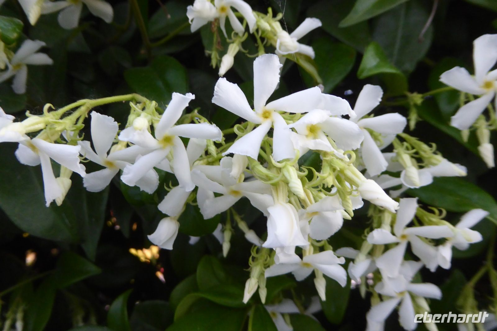 Tag 1 13.05.2022 Corte Casteletto, Jasminhecke