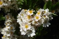 Tag 2 14.05.2022 Heller Garten, Gardone  