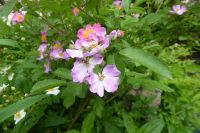 Tag 2 14.05.2022 Heller Garten, Gardone  