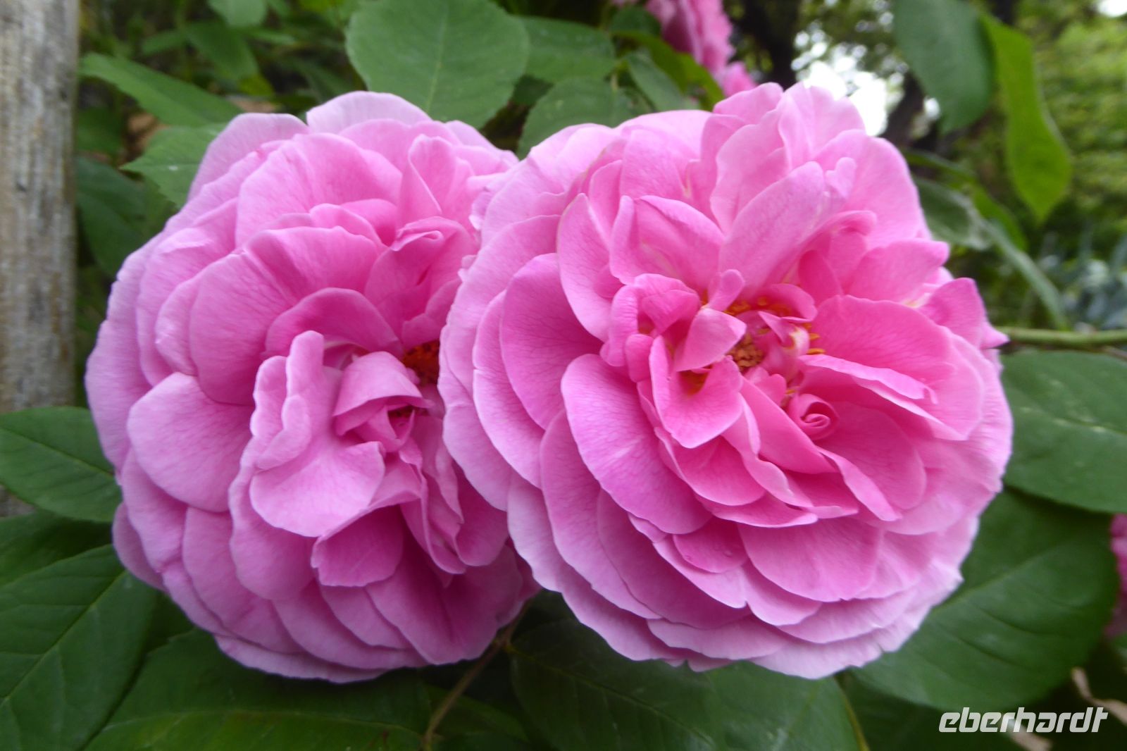 Tag 2 14.05.2022 Heller Garten, Gardone  