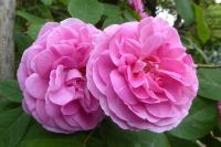 Tag 2 14.05.2022 Heller Garten, Gardone  