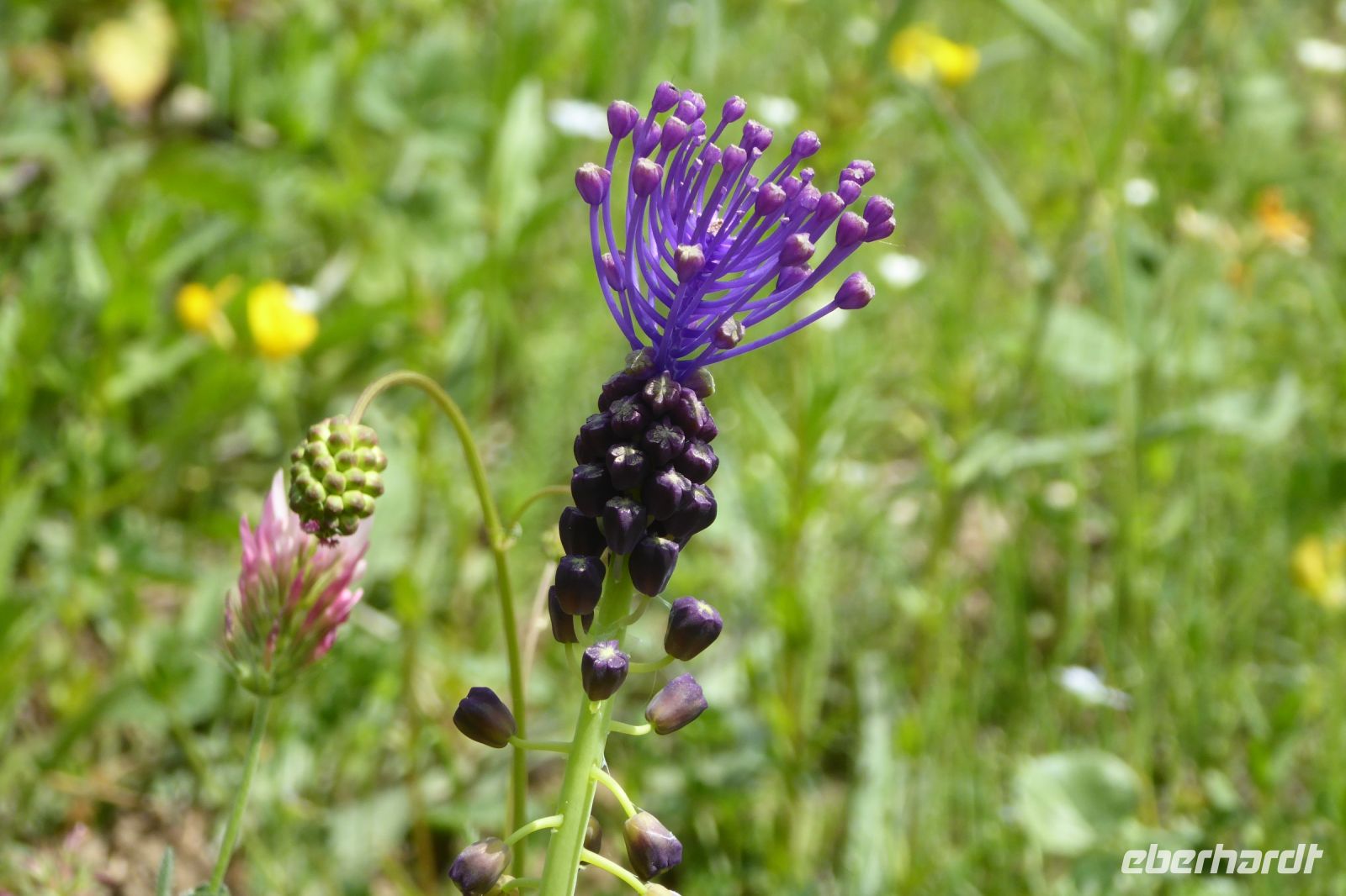 Tag 3 15.05.2022 Spoerri Garten, Schopf Traubenhyacinthe