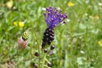 Tag 3 15.05.2022 Spoerri Garten, Schopf Traubenhyacinthe