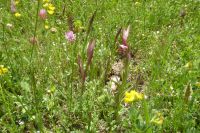 Tag 3 15.05.2022 Spoerri Garten  Schwertständelwurz