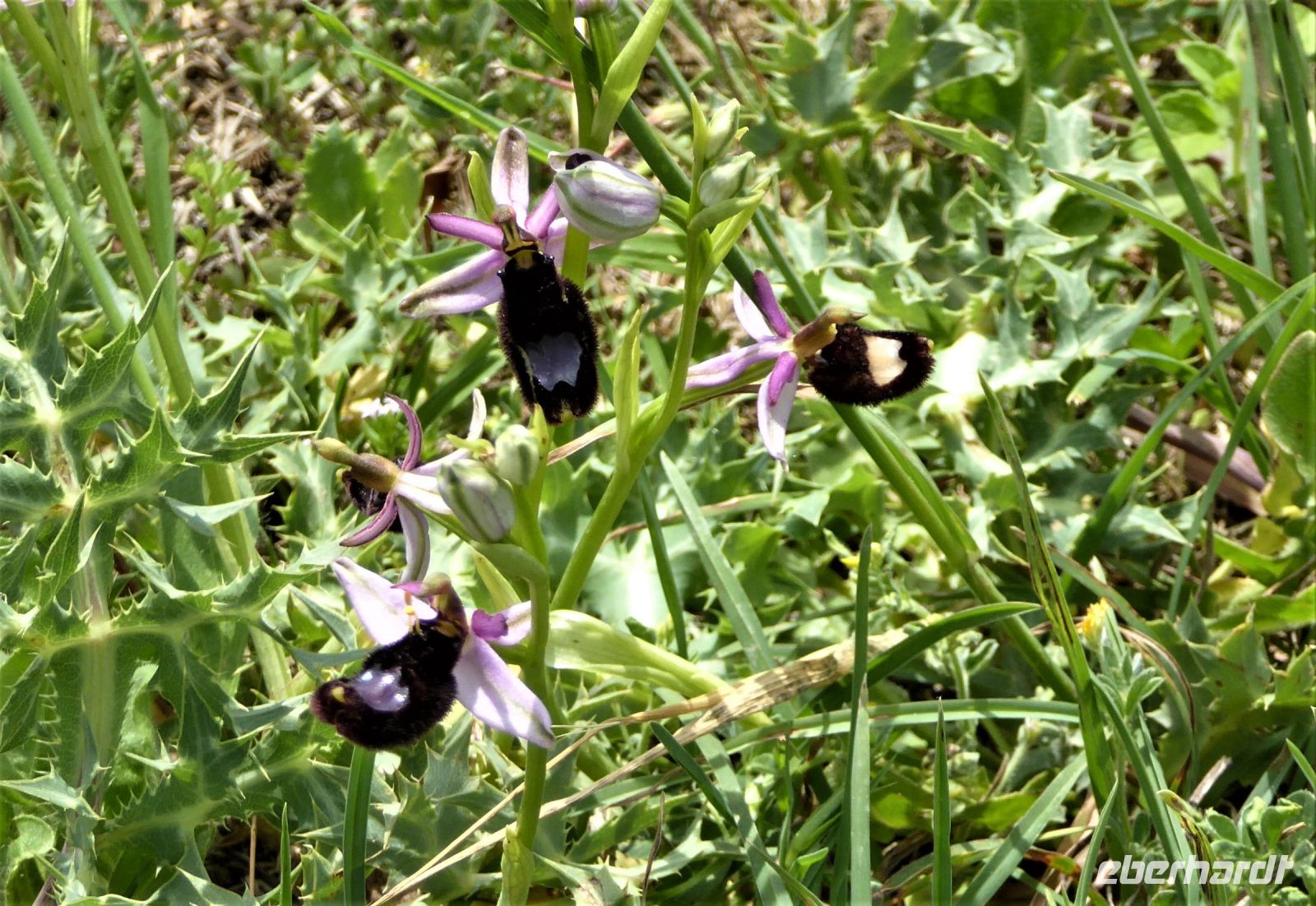 Tag 3 15.05.2022 Spoerri Garten, Ragwurz