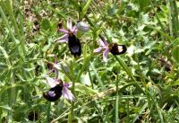 Tag 3 15.05.2022 Spoerri Garten, Ragwurz