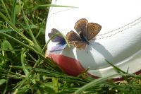 Tag 3 15.05.2022 Spoerri Garten  