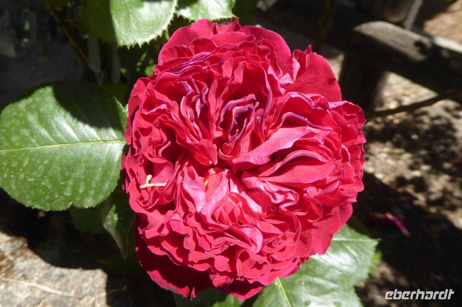Tag 5 17.05.2022 Parco dei Mostri, Bomarzo 
