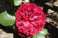 Tag 5 17.05.2022 Parco dei Mostri, Bomarzo 