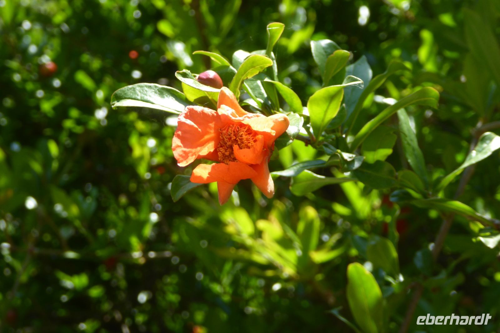 Tag 6 18.05.2022 Ninfagarten 