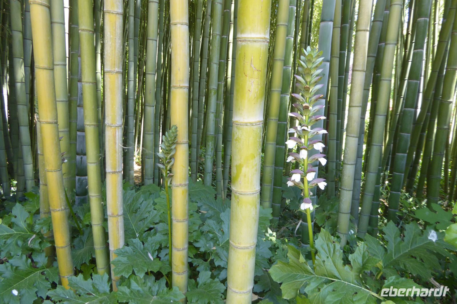 Tag 6 18.05.2022 Ninfagarten 