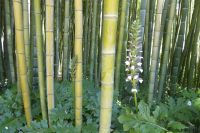 Tag 6 18.05.2022 Ninfagarten 