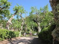 Frascati_Aldobrandini (5)