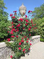 Lago_Maggiore_Isola_Bella (15)