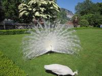 Lago_Maggiore_Isola_Bella (16)