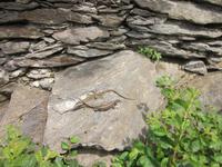 Lago_Maggiore_Isola_Madre (19)