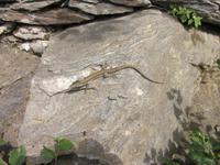 Lago_Maggiore_Isola_Madre (20)