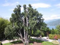 Lago_Maggiore_Isola_Madre (6)