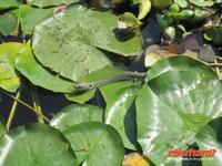 Valeggio_Giardino_SigurtÃ  (7)