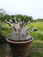 Spoerri Garten  &ndash; &copy; Heike Jack (Eberhardt TRAVEL)