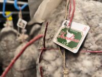 Finocchione - Fenchelsalami  &ndash; &copy; Heike Jack (Eberhardt TRAVEL)