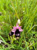 Wilde Orchidee  &ndash; &copy; Heike Jack (Eberhardt TRAVEL)