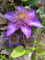 Giardino di Ninfa  &ndash; &copy; Heike Jack (Eberhardt TRAVEL)