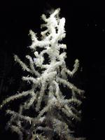 Swarovski, Wattens_ Kristallbaum