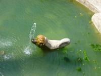Villa d'Este, Tivoli, Drachenbrunnen mit Delphin