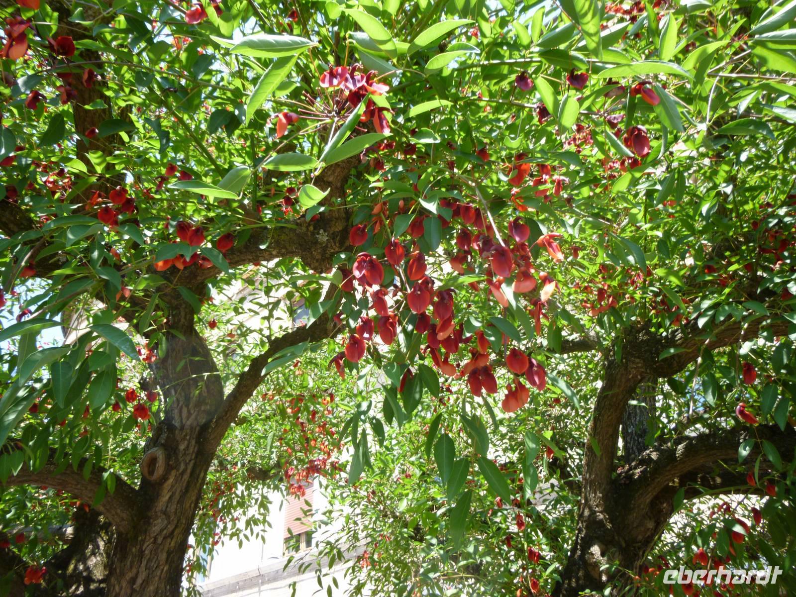 Vatikanische Gärten in Rom, blühender Korallenbaum
