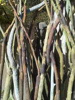 Spoerrigarten, Seggiano, Seher