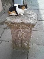 Villa Lante, Hauskatze