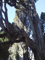 Villa d'Este, Tivoli, Zypressen