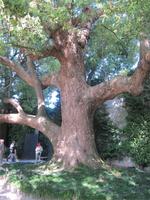 Lago_Maggiore_Isola_Bella (14)