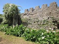 Ninfa (29)