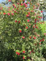 Ninfa (30)