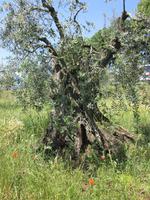 Ninfa (32)