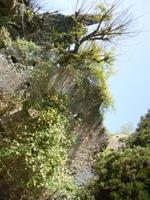 Ninfa