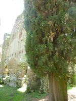 Ninfa