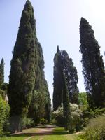 Ninfa