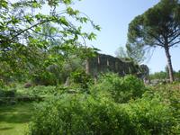 Ninfa