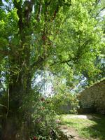 Ninfa
